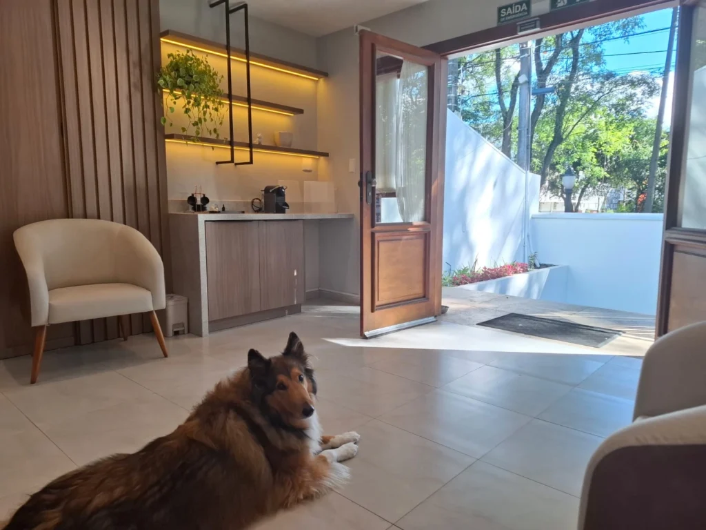 Na odontozoo cwb os animais que vem ao dentista se sentem em casa.