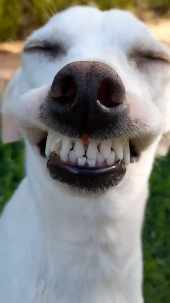 Cachorro com saúde bucal em dia após limpeza de tártaro na Odontozoo CWB, estamos no coração de Curitibba.